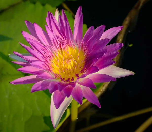 Pink lotus flower in pool — Stock Photo, Image