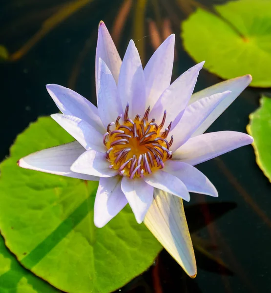 Bel fiore di loto in piscina — Foto Stock