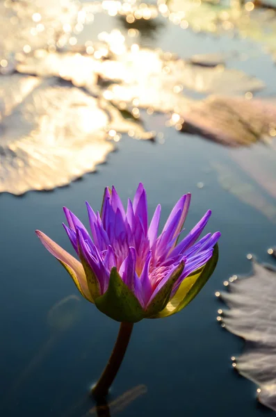 Purplel otus flower in pool — Stock Photo, Image