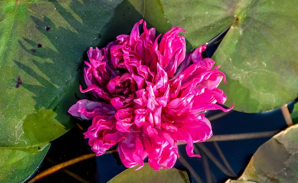 Flor de lótus rosa na piscina — Fotografia de Stock