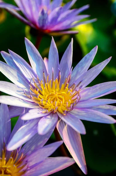 Violet otus fleur dans la piscine — Photo