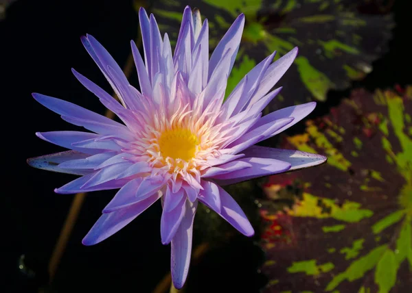 Fleur de lotus violet dans la piscine — Photo