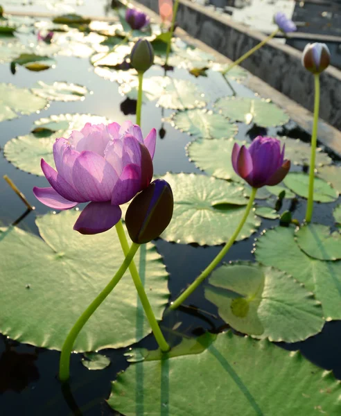 Purplel flor de ótus na piscina — Fotografia de Stock