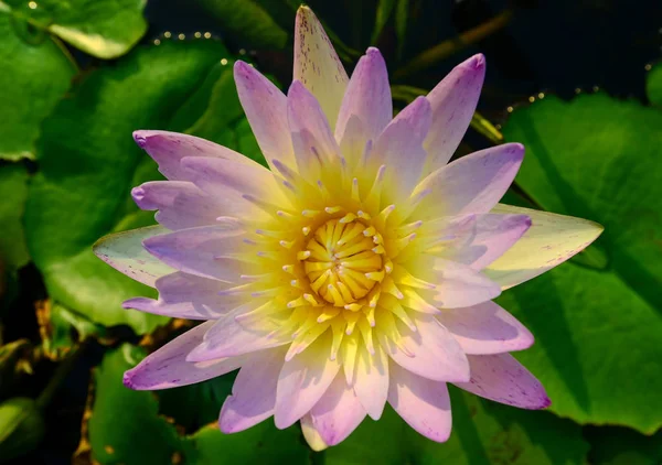 Güzel pembe ve sarı lotus çiçeği, üstten görünüm — Stok fotoğraf
