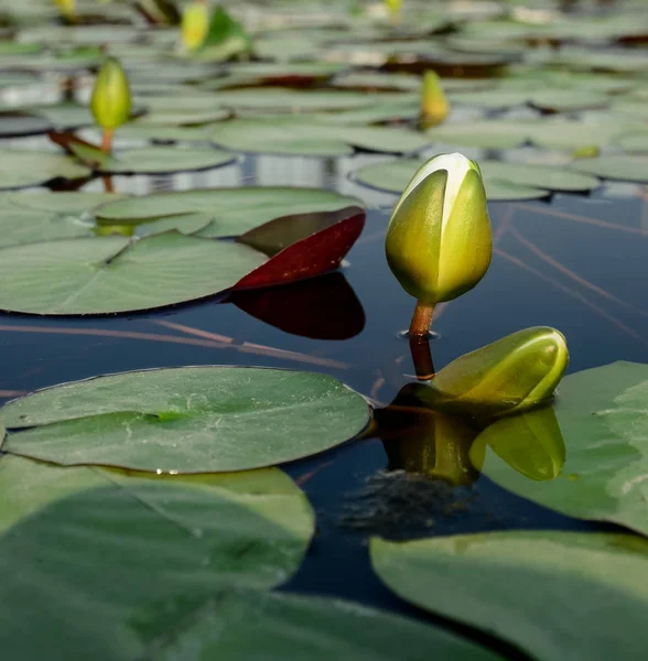Flor de loto con hoja en la piscina —  Fotos de Stock