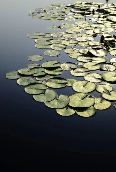 Foglia di loto a piscina — Foto Stock