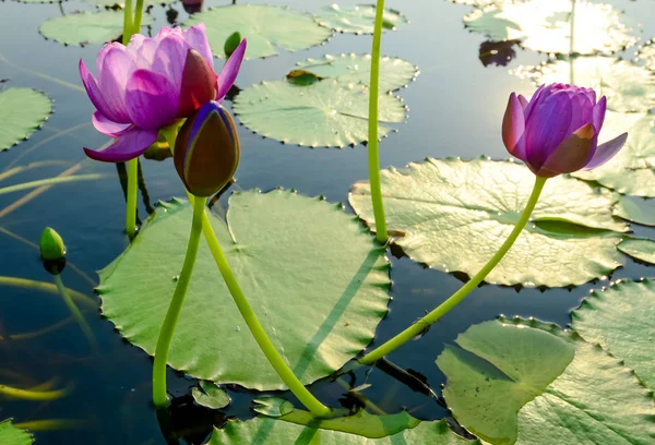 Kwiat otus Purplel w basenie — Zdjęcie stockowe