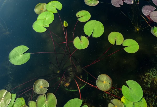수영장에서 로터스 잎 — 스톡 사진