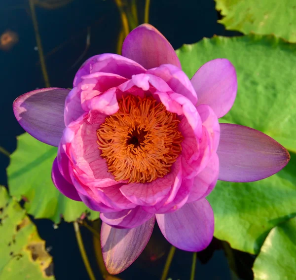 Roze lotusbloem in zwembad — Stockfoto