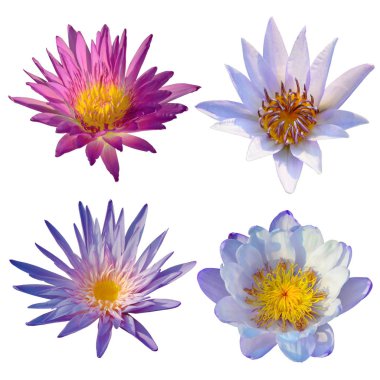 İzole çiçek açan güzel lotus nilüfer çiçeği