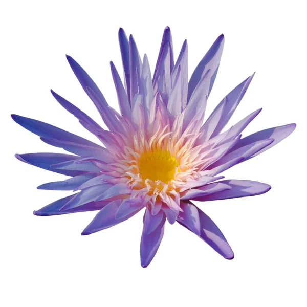 Purple lotus flower in pool — Stock Photo, Image