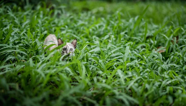 Katt på grönt gräs i trädgården — Stockfoto