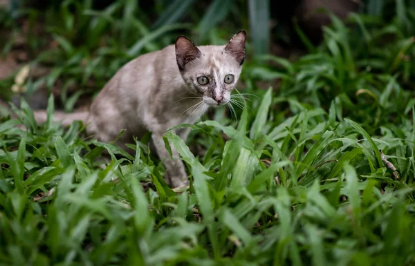 Kot na zielonej trawie w ogrodzie — Zdjęcie stockowe