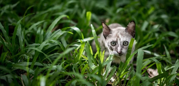 Cat on green grass in garden — Stock Photo, Image