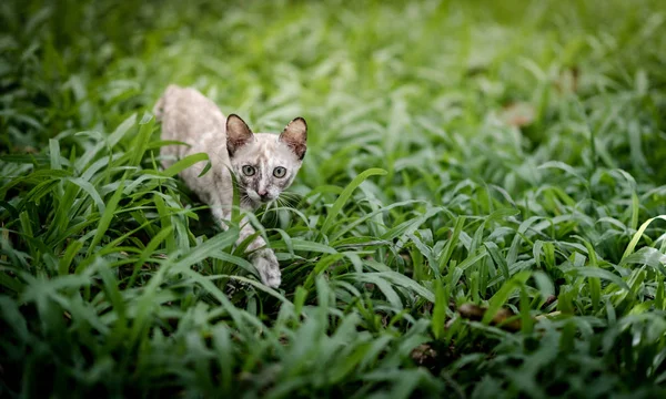 Gato sobre hierba verde en jardín — Foto de Stock