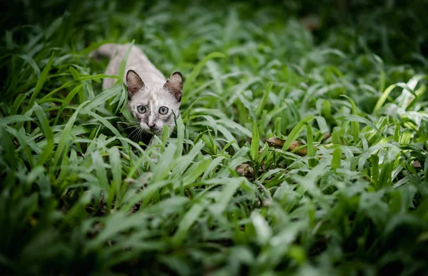 Gato na grama verde no jardim — Fotografia de Stock