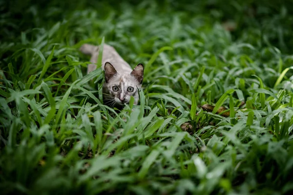 녹색 잔디 정원에서 고양이 — 스톡 사진