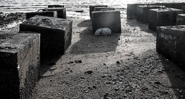 Cão dormir atrás de bloco de concreto em estilo de cor preto e branco — Fotografia de Stock
