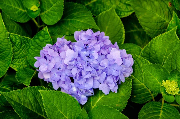 Fiore di ortensia fiore sull'albero — Foto Stock