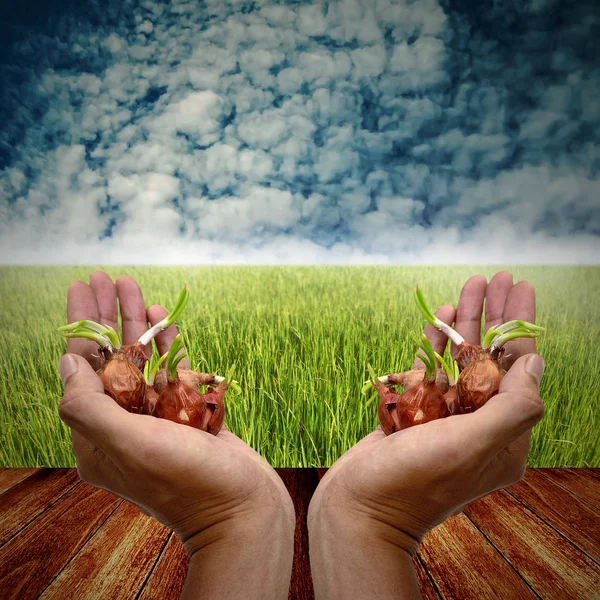 Hand dragen zaad voor de plantage, landbouw concept — Stockfoto