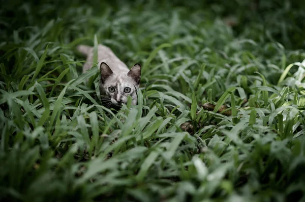 在花园的绿草地上的猫 — 图库照片