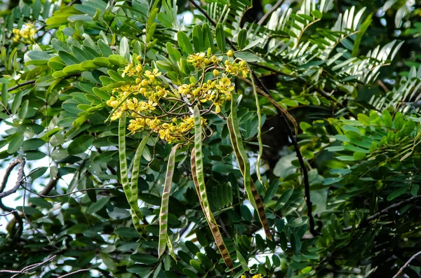 Blomma av Cassia träd, thailändska koppar Pod — Stockfoto