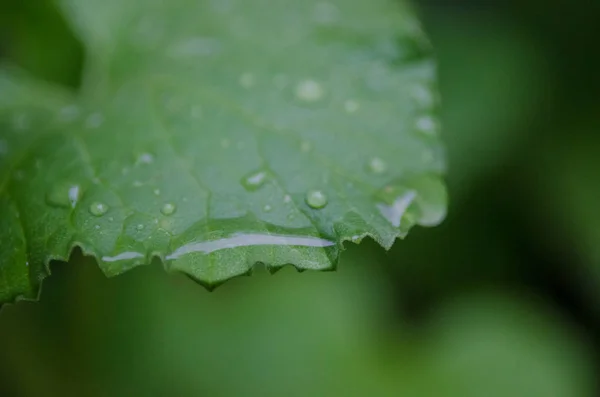 Dew on melon leaf — Stock Photo, Image