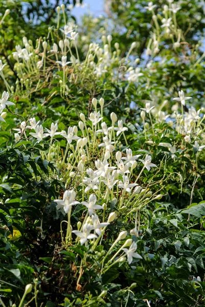 コルクの木の花の新鮮です — ストック写真