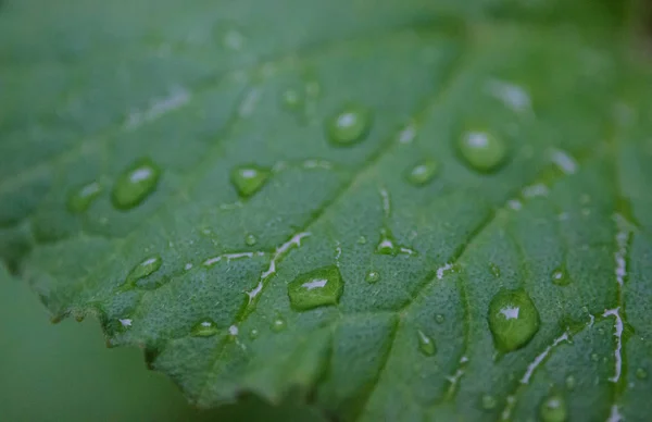 Dauw op meloen blad — Stockfoto