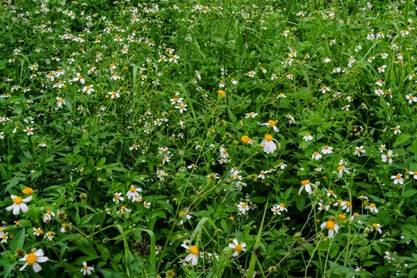 Blomma fältet bakgrund — Stockfoto