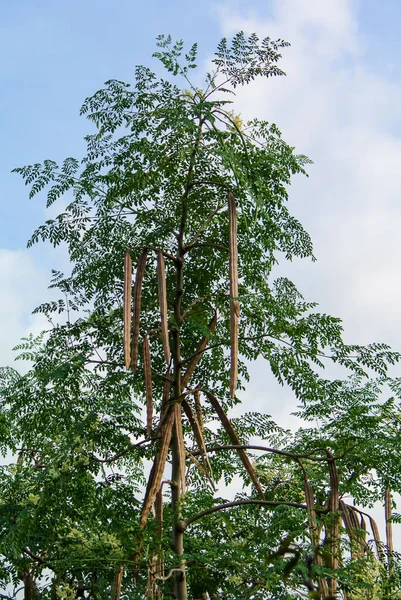 马萝卜干果 — 图库照片