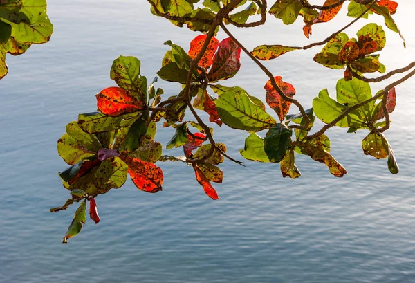 Hoja de almendra malabar con superficie marina desde una vista de ángulo alto — Foto de Stock