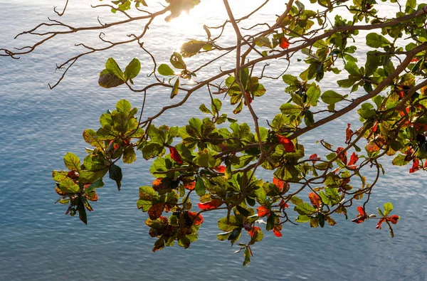 Hoja de almendra malabar con superficie marina desde una vista de ángulo alto — Foto de Stock