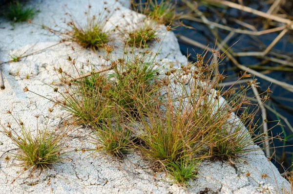La croissance des plantes d'herbe sur mousse — Photo