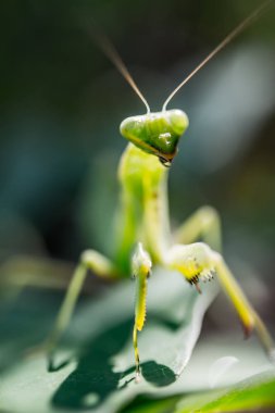 Yeşil yaprağın üzerinde peygamber devesi