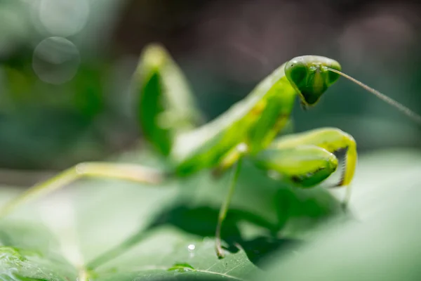 Bidsprinkhaan op groen blad — Stockfoto