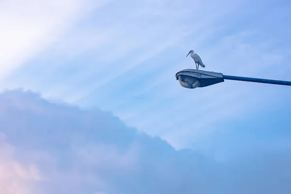 Птица цапли стоит на уличной лампе с облаками и лучами солнца — стоковое фото
