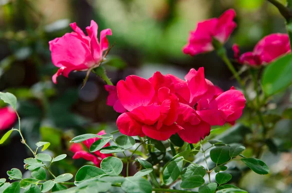 Red Rose Flower Garden — Stock Photo, Image