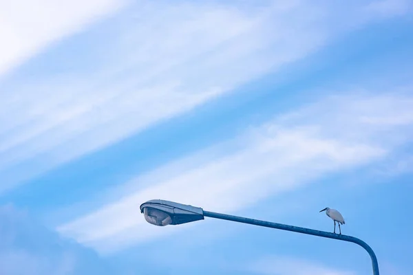 Zilverreiger Vogel Staan Straat Lamp Met Wolken Straaltje Zonneschijn Achtergrond — Stockfoto