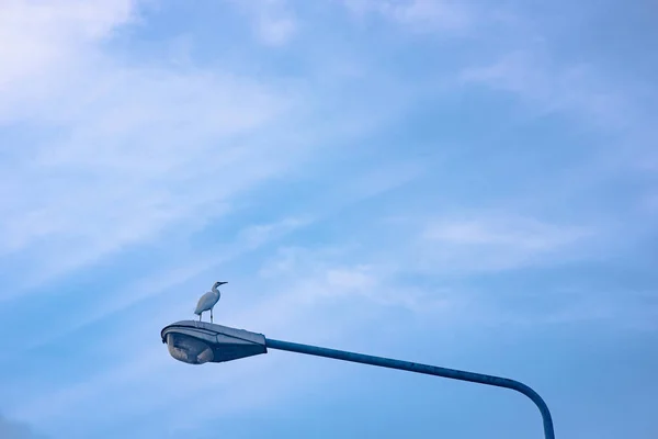 Egret Bird Stand Sur Lampadaire Avec Des Nuages Rayon Soleil — Photo