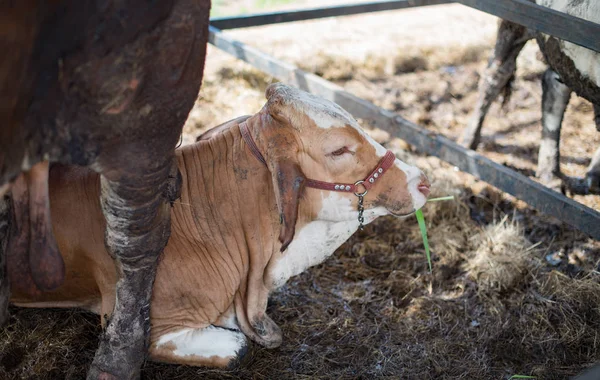 Mucca Stesa Terra Fattoria — Foto Stock