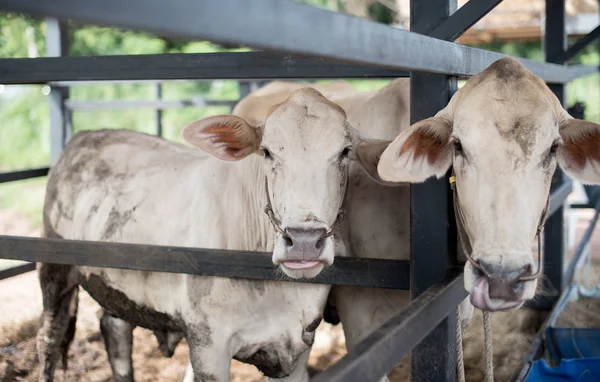 Ranch Mucche Fattoria Animali — Foto Stock