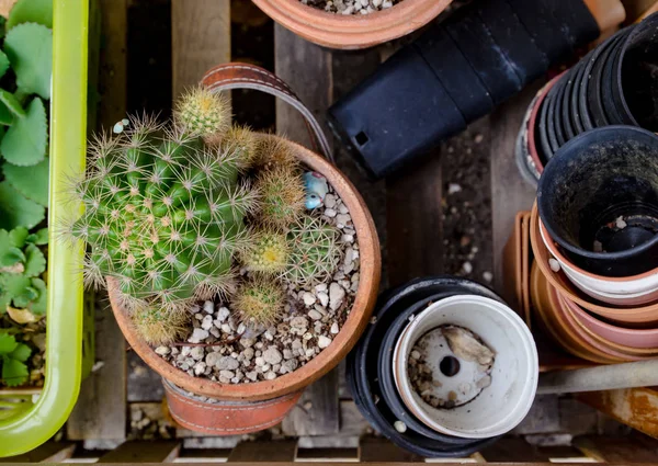 Kaktus i grytan — Stockfoto