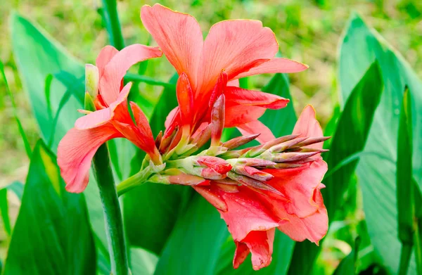Canna lily çiçek, güzel çiçek bitki