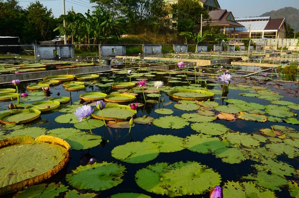 Lotus boerderij — Stockfoto