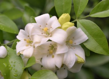 Ağaçta portakal çiçeği açar (Murraya panikler))