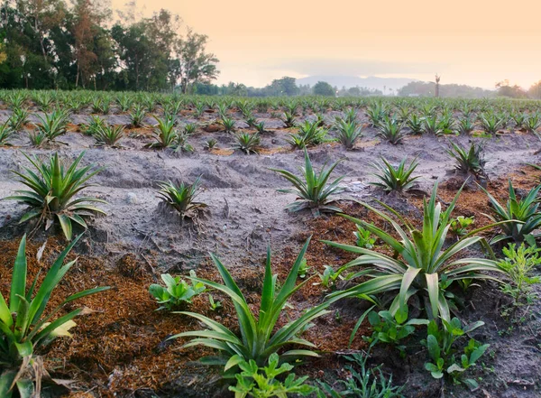 朝空を背景にしたパイナップル農園 — ストック写真