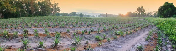 Panoramiczny widok na farmę ananasów z monring tle nieba — Zdjęcie stockowe