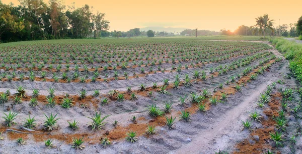 Vista panorâmica da fazenda de abacaxi com fundo céu monring — Fotografia de Stock