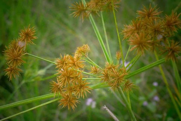 Gros plan de l'herbe florale dans les champs — Photo